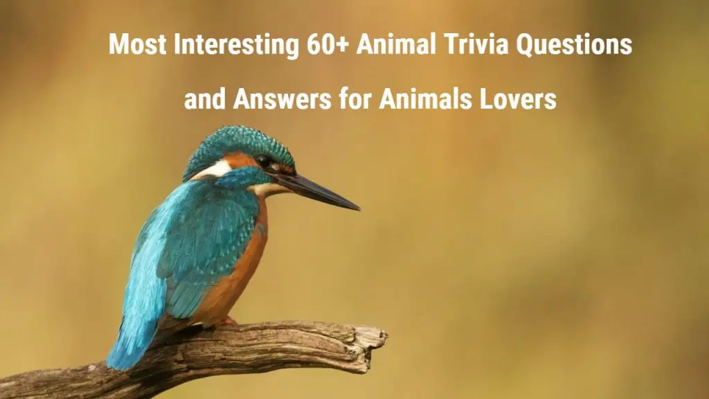 Animal Trivia Questions and Answers